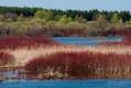 036_Biebrza - kwiecien 2010